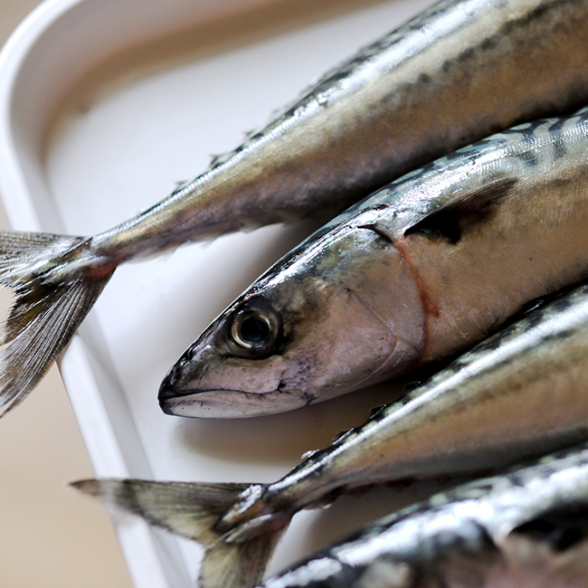 Fish-Surmai-01