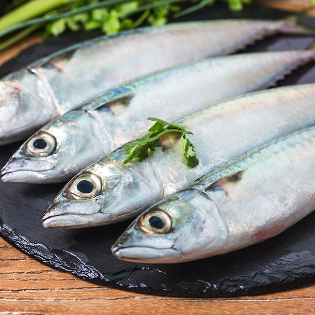 Fish-Surmai-02
